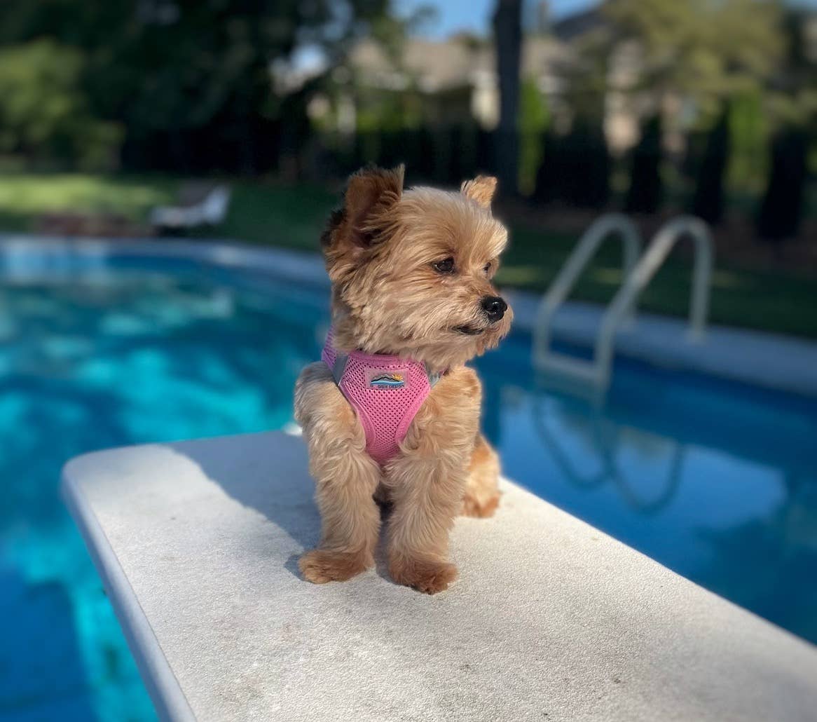 American River Solid Dog Harness - Candy Pink