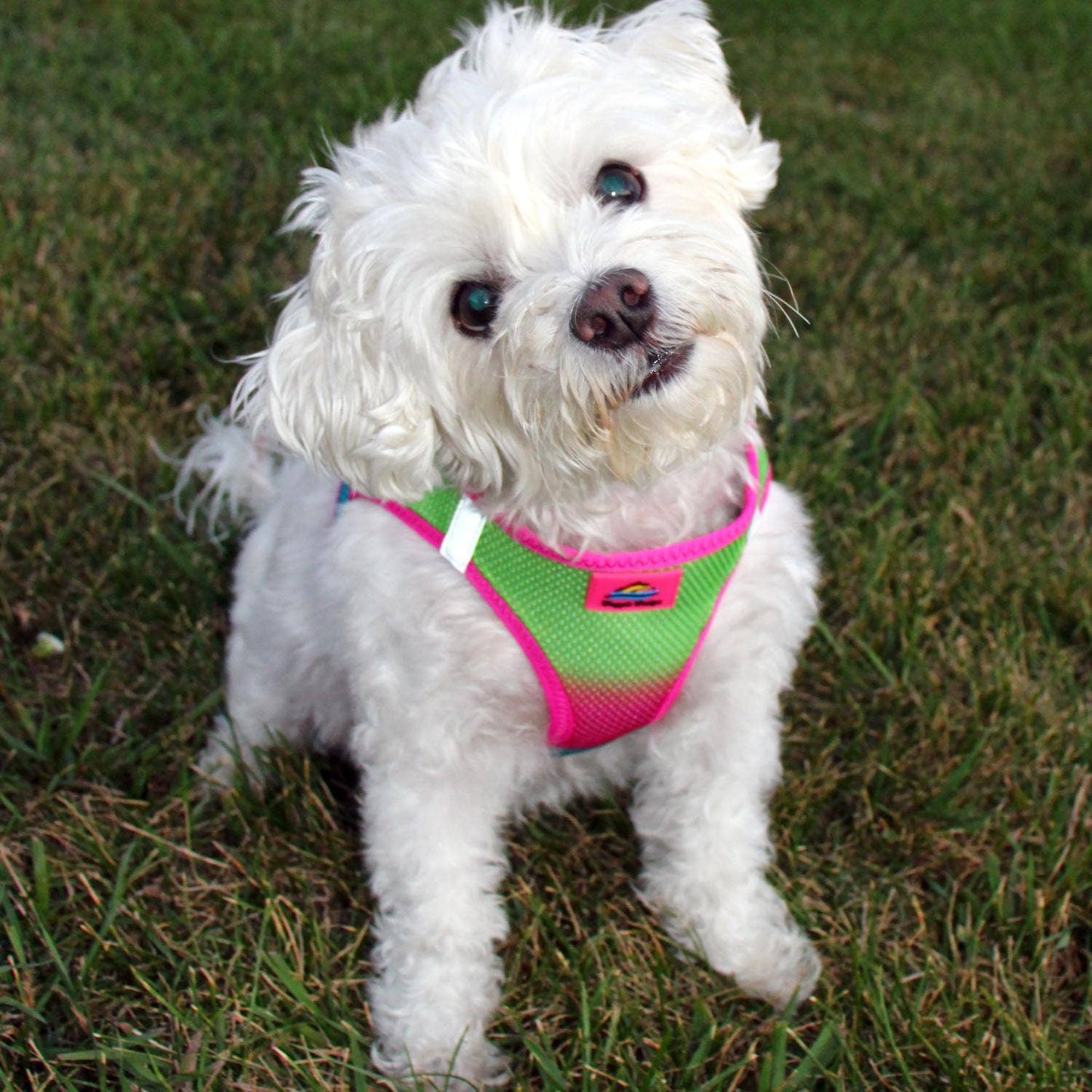 American River Ombre Dog Harness - Cotton Candy