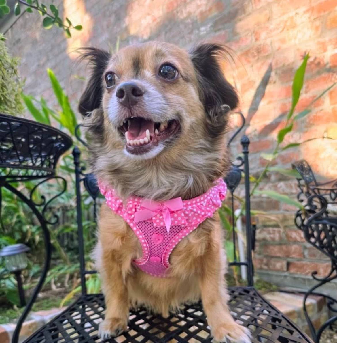 American River Polka Dot Dog Harness - Pink