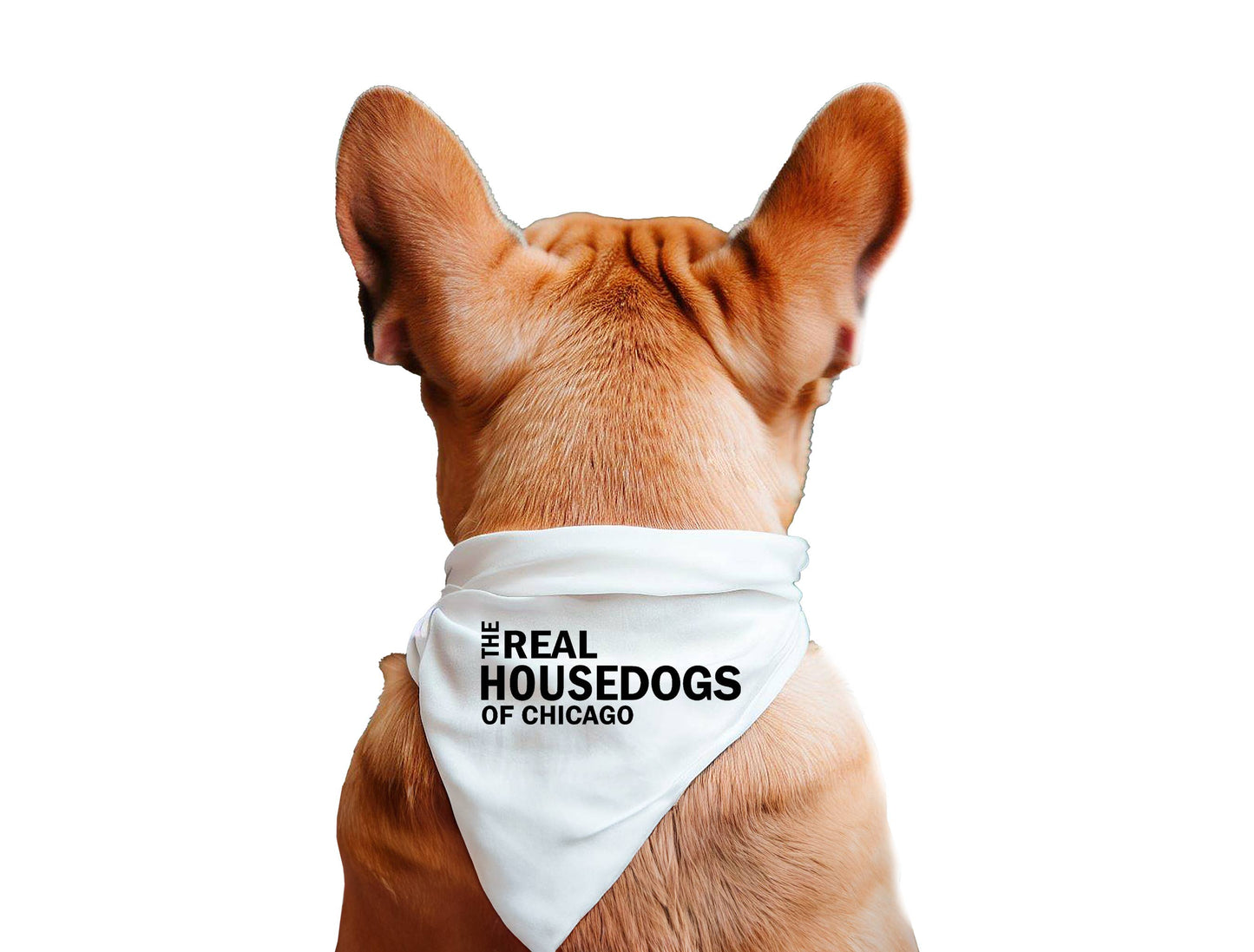 The Real House Dogs of CUSTOM CITY - Dog Bandana