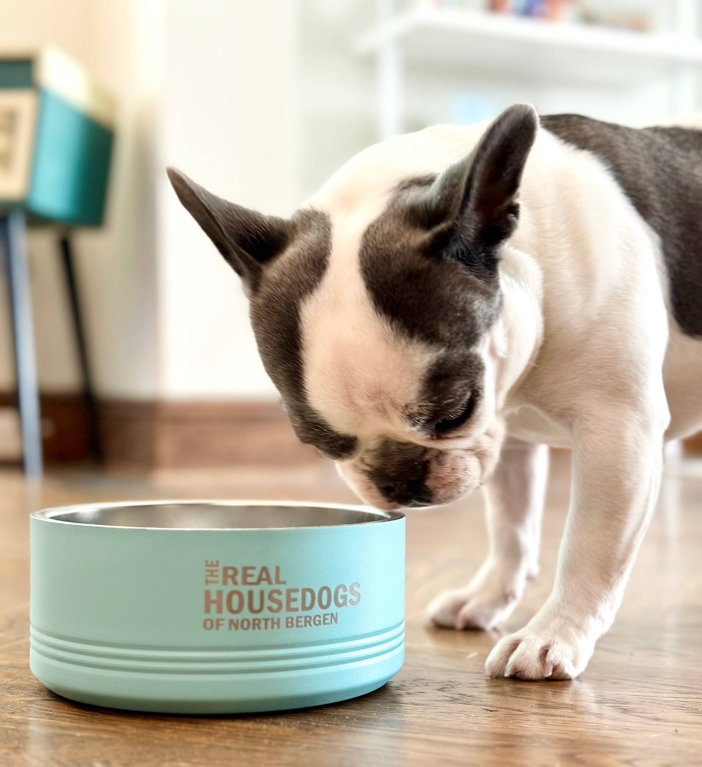 The Real Housedogs of CUSTOM CITY Pet Bowl - Real Housewives