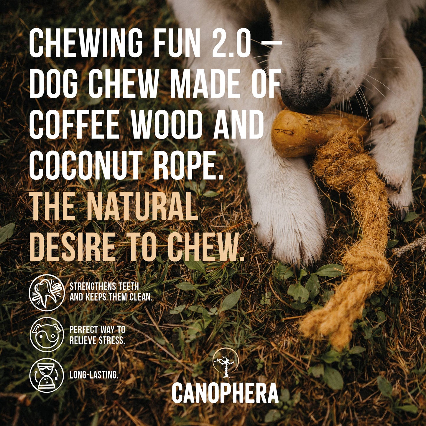 Shelf Display Coffee & Coco Wood Dog Chew 16-piece.