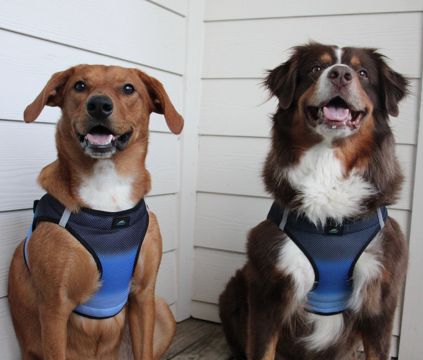 American River Ombre Dog Harness - Midnight Sky