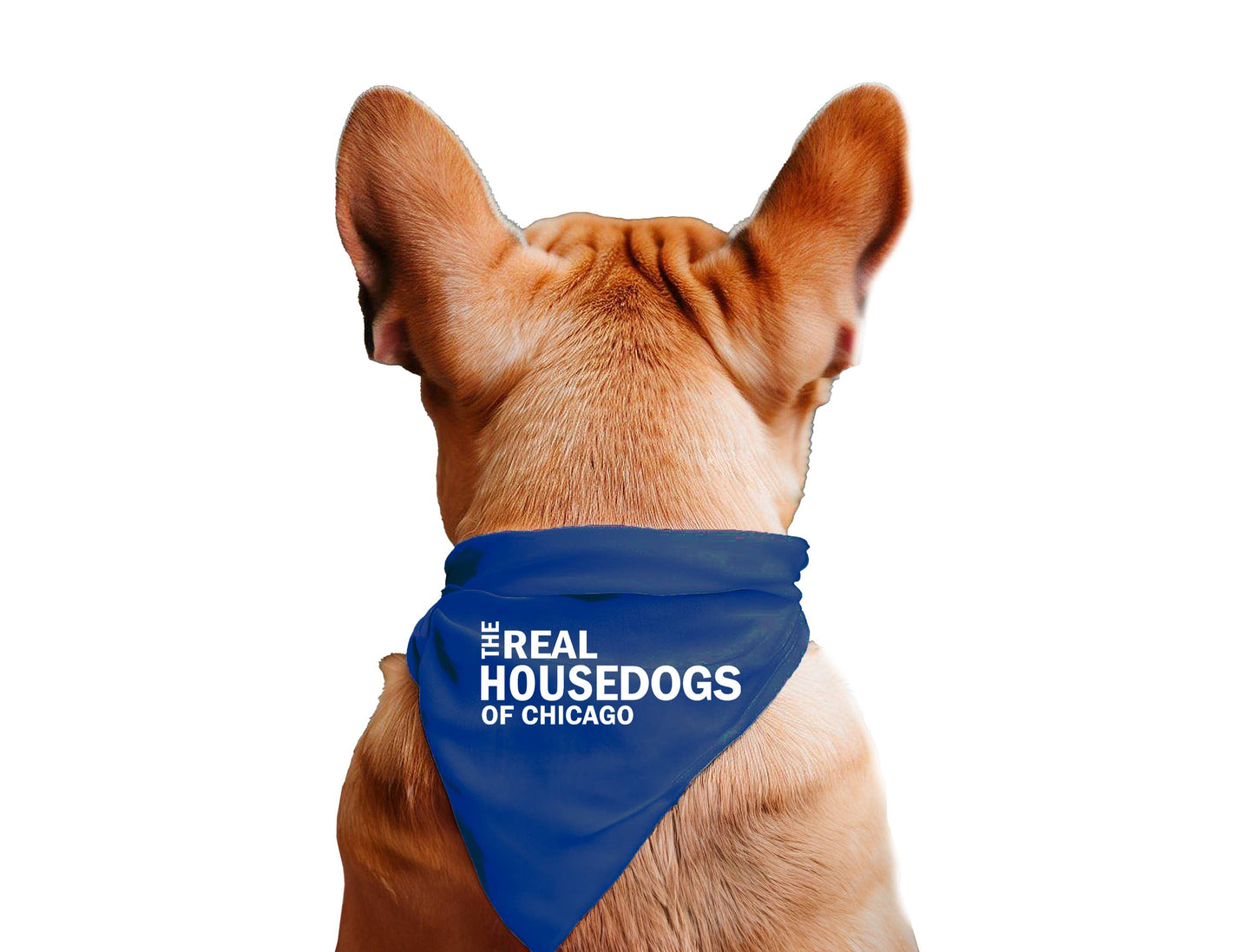The Real House Dogs of CUSTOM CITY - Dog Bandana