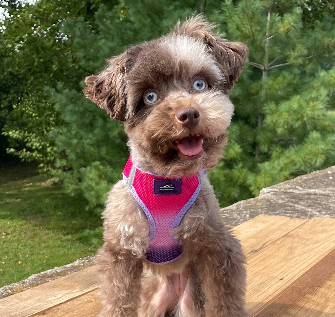 American River Ombre Dog Harness - Raspberry Sundae