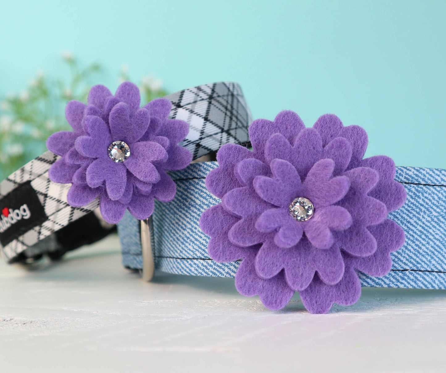 Daisy - Grape