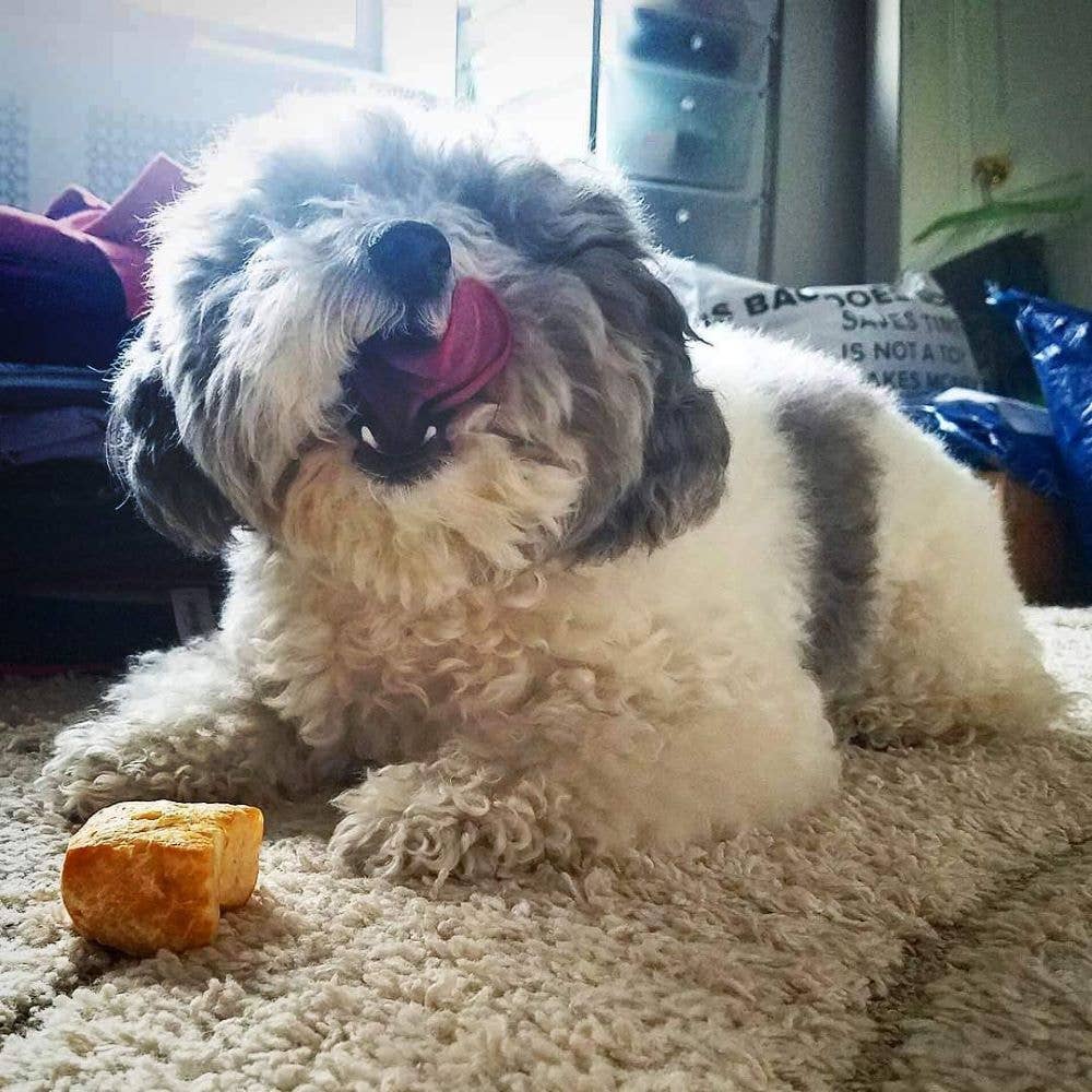 Yeti Yak Cheese Dog Nuggets Treats, 6 Pieces, 3.5 Oz