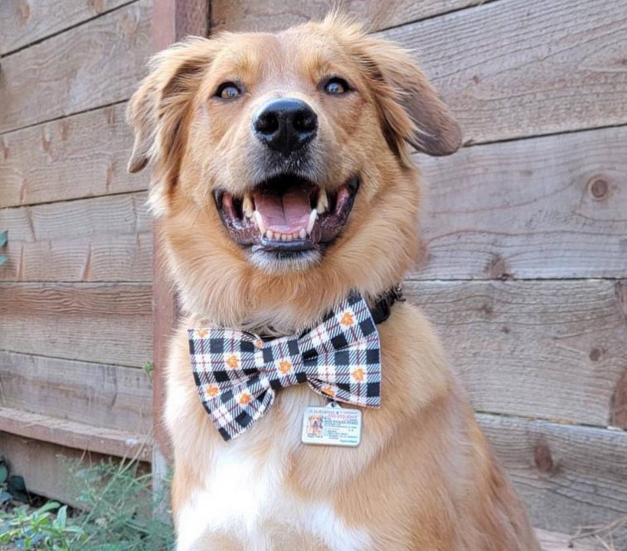Squirrel Patrol Pet Bow Tie, Cute dog bow tie
