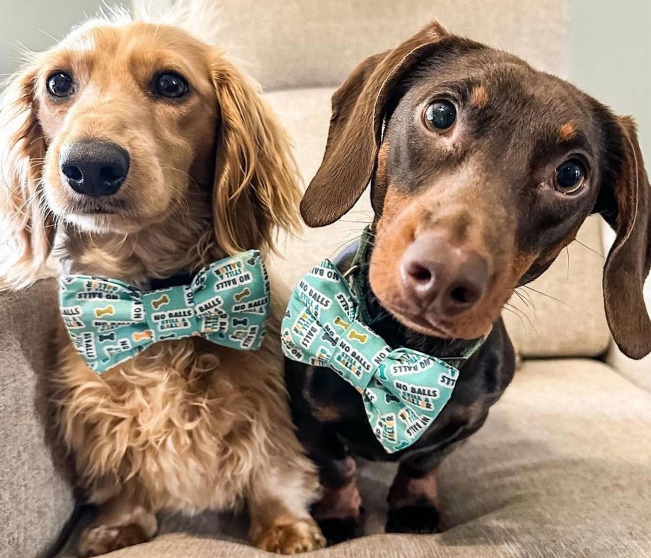 Birthday Boy Pet Bow Tie, Birthday dog bow tie