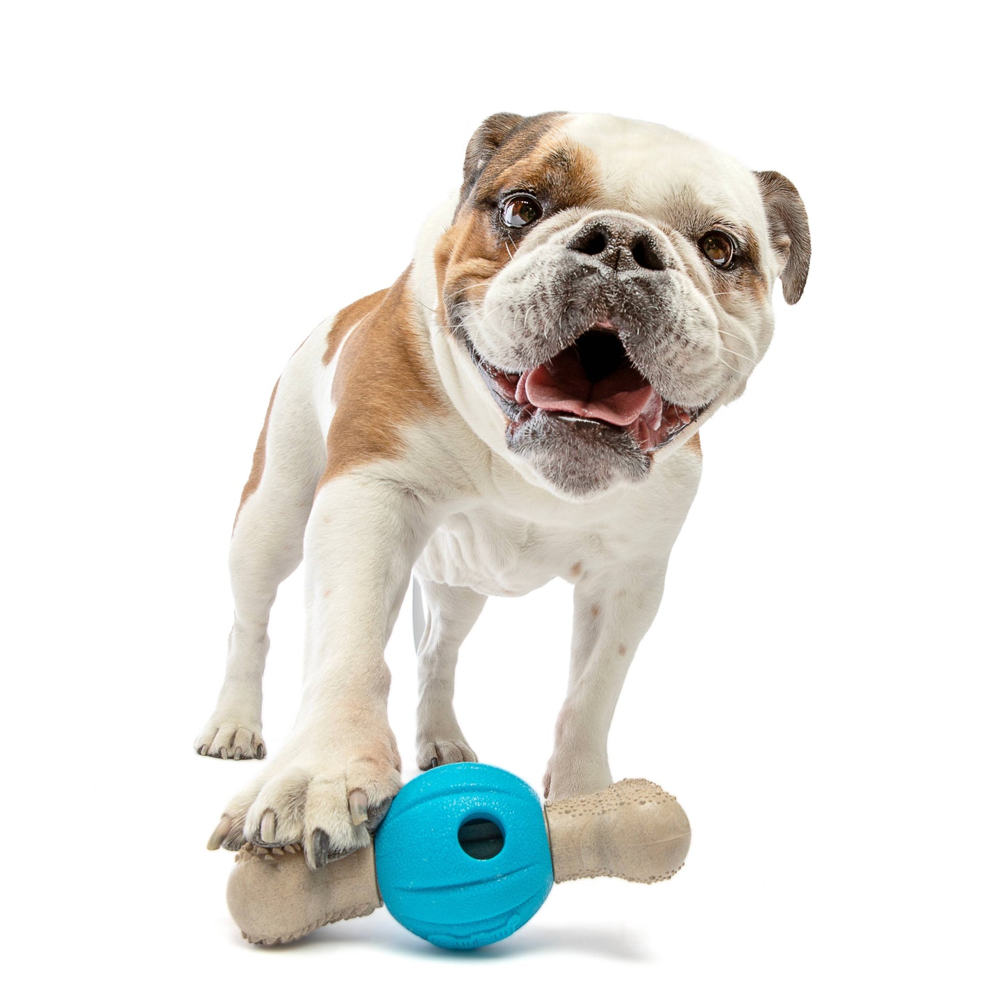 GURU Pet Company Spin & Chew Bacon Bone Dental Dog Toy