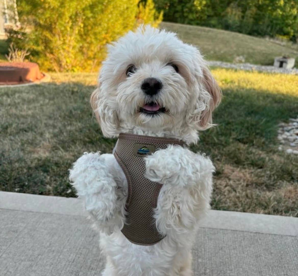 American River Solid Dog Harness - Fossil Brown