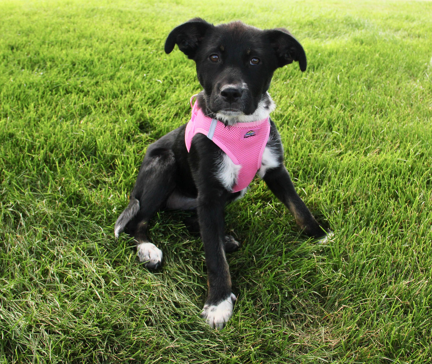 American River Solid Dog Harness - Candy Pink