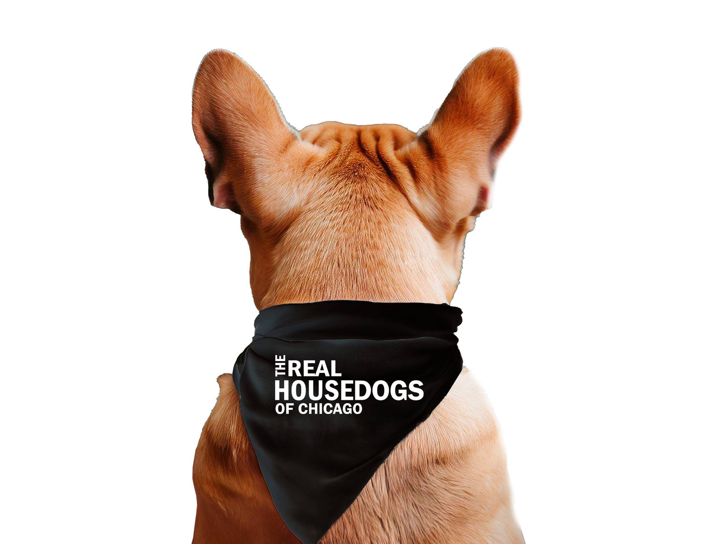 The Real House Dogs of CUSTOM CITY - Dog Bandana
