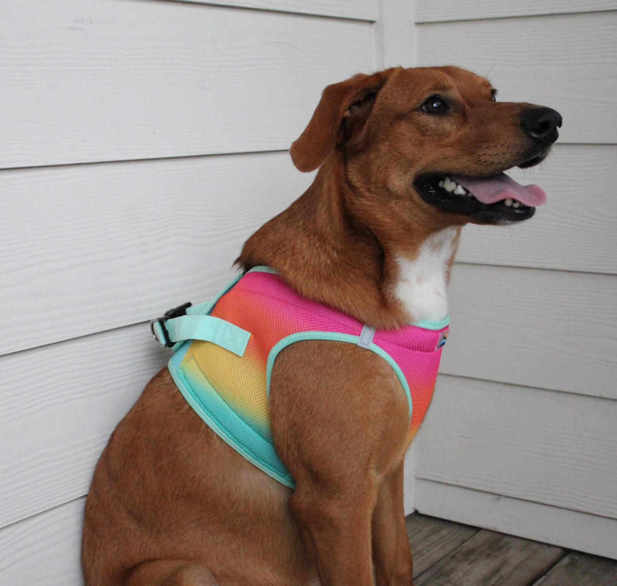 American River Ombre Dog Harness - Beach Party