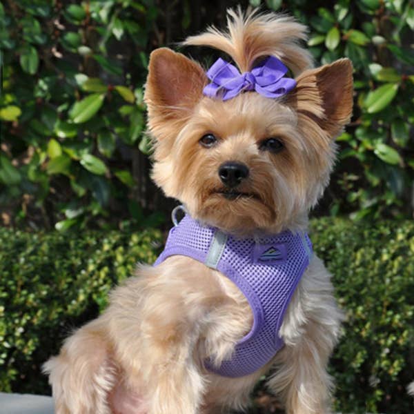 American River Solid Dog Harness - Paisley Purple