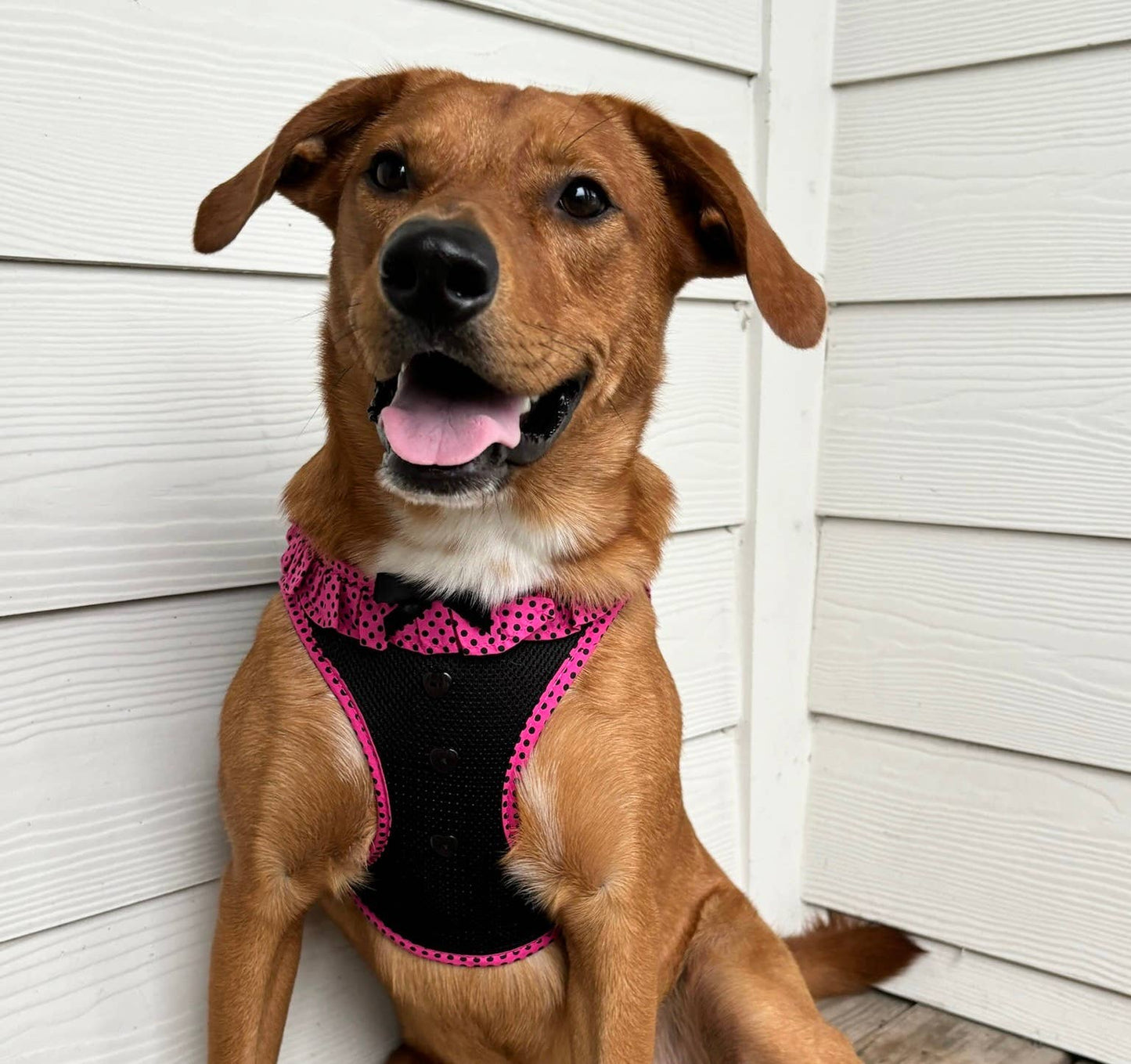 American River Polka Dot Dog Harness - Hot Pink & Black