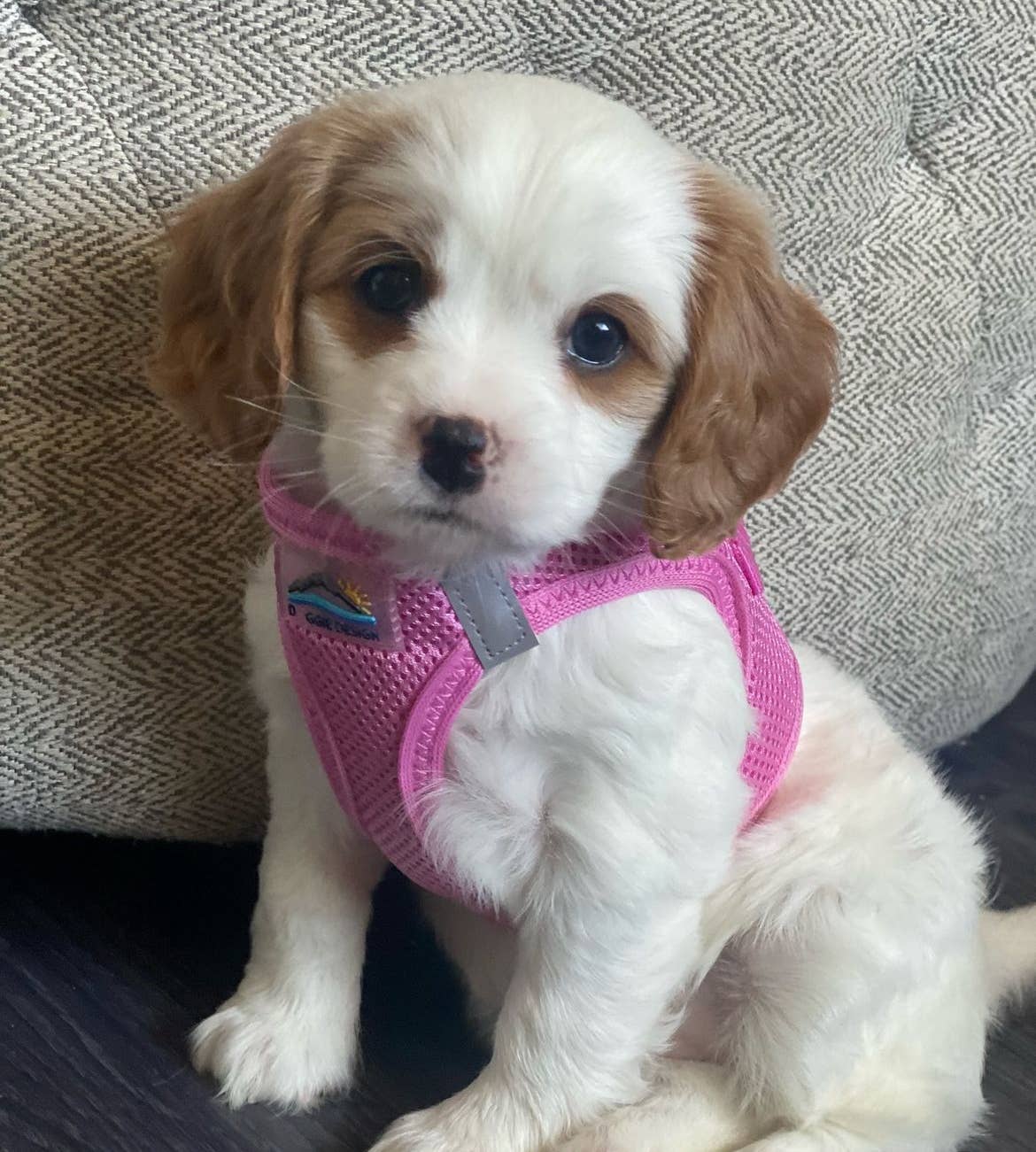 American River Solid Dog Harness - Candy Pink