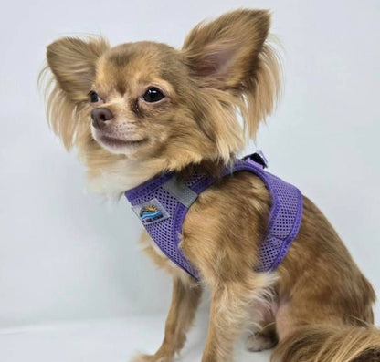 American River Solid Dog Harness - Paisley Purple