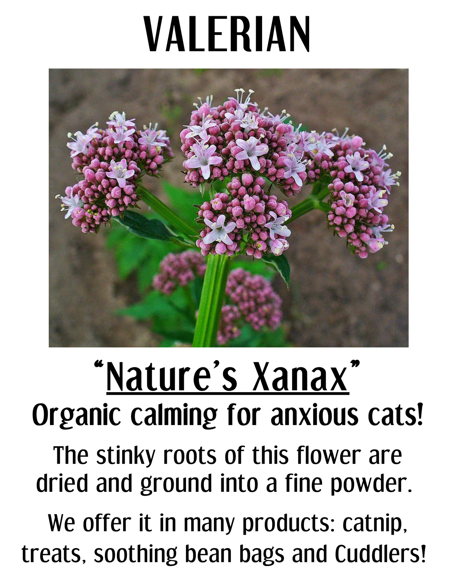 Calming Valerian BeanBag | Soothing Cat Toy | New Printable!