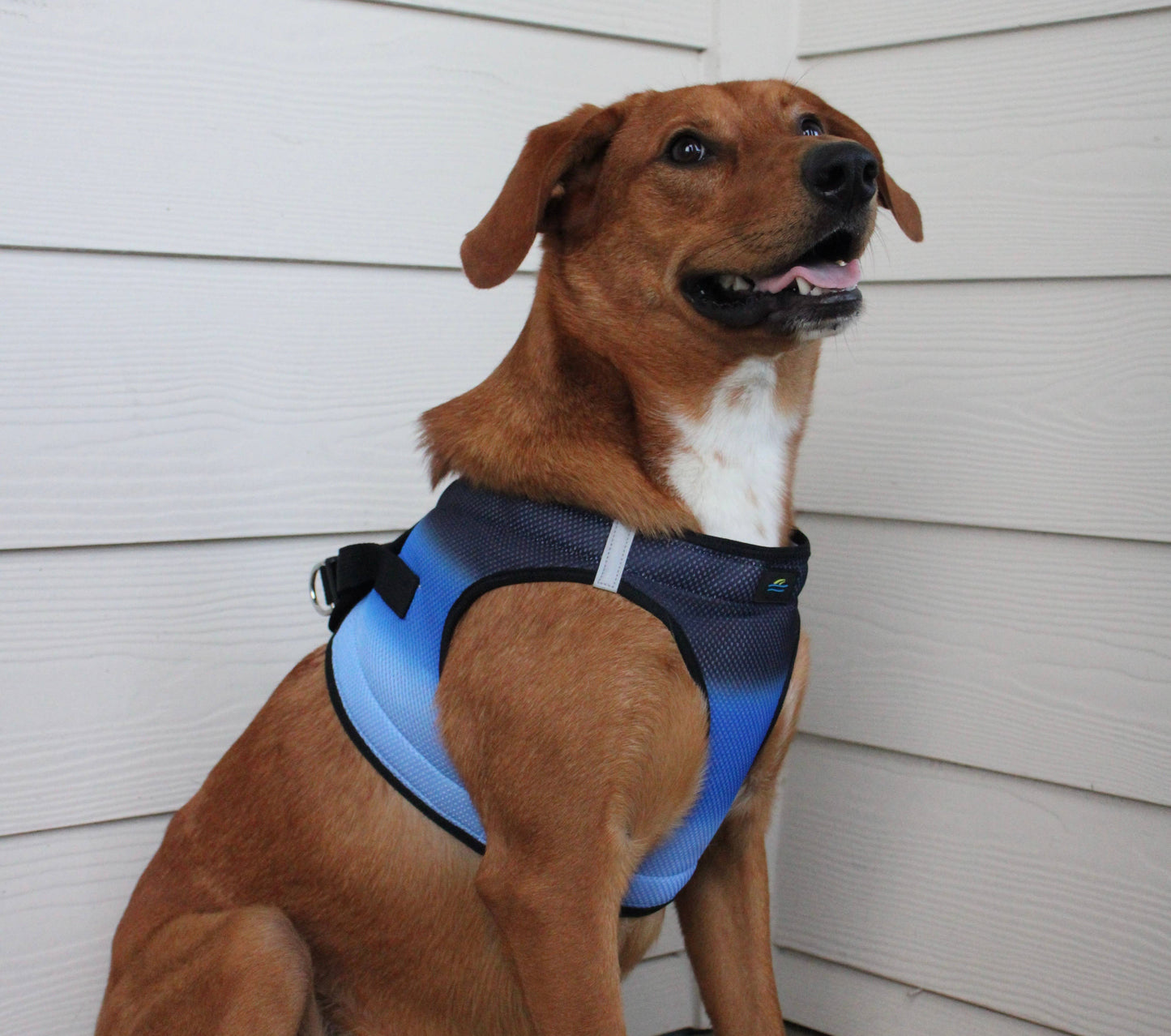 American River Ombre Dog Harness - Midnight Sky