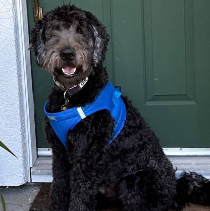 American River Solid Dog Harness - Cobalt Blue
