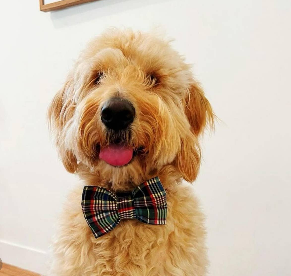 Mamas Boy Pet Bow Tie, Cute dog bow tie