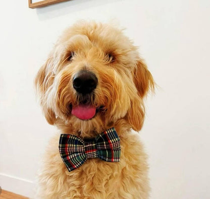 Mamas Boy Pet Bow Tie, Cute dog bow tie