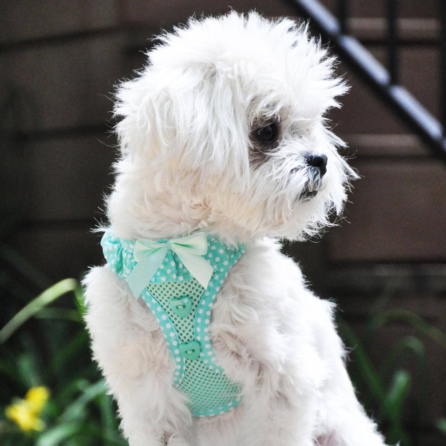 American River Polka Dot Dog Harness - Teal