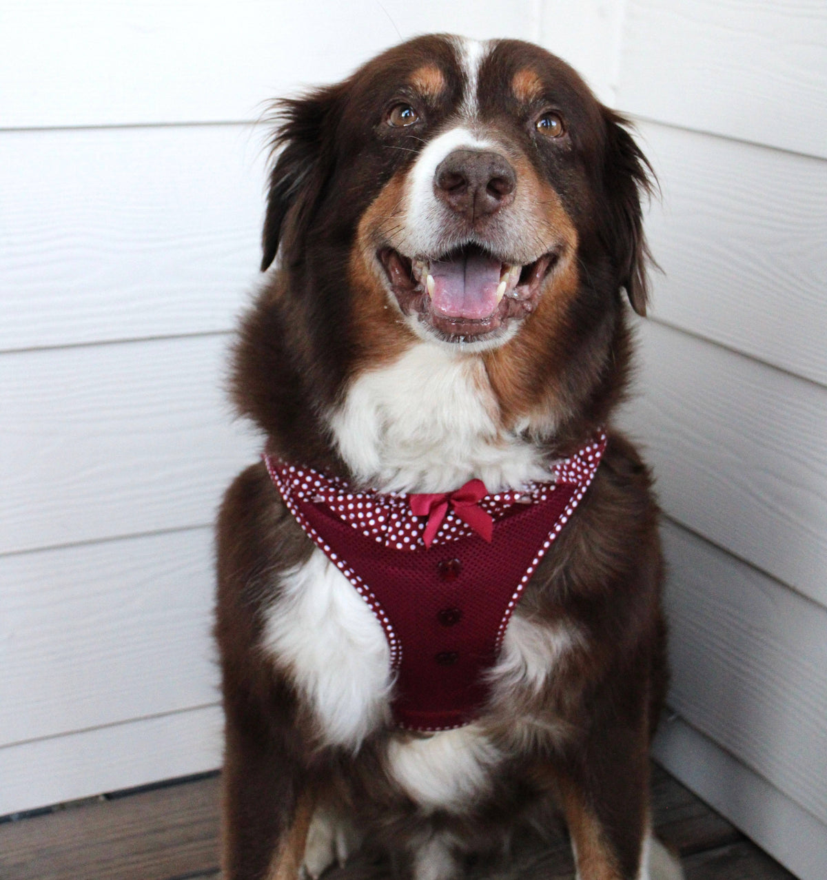 American River Polka Dot Dog Harness - Wine Polka Dot