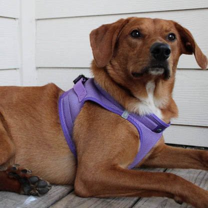 American River Solid Dog Harness - Paisley Purple