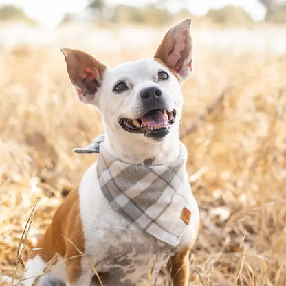 Andover Plaid Flannel Dog Bandana