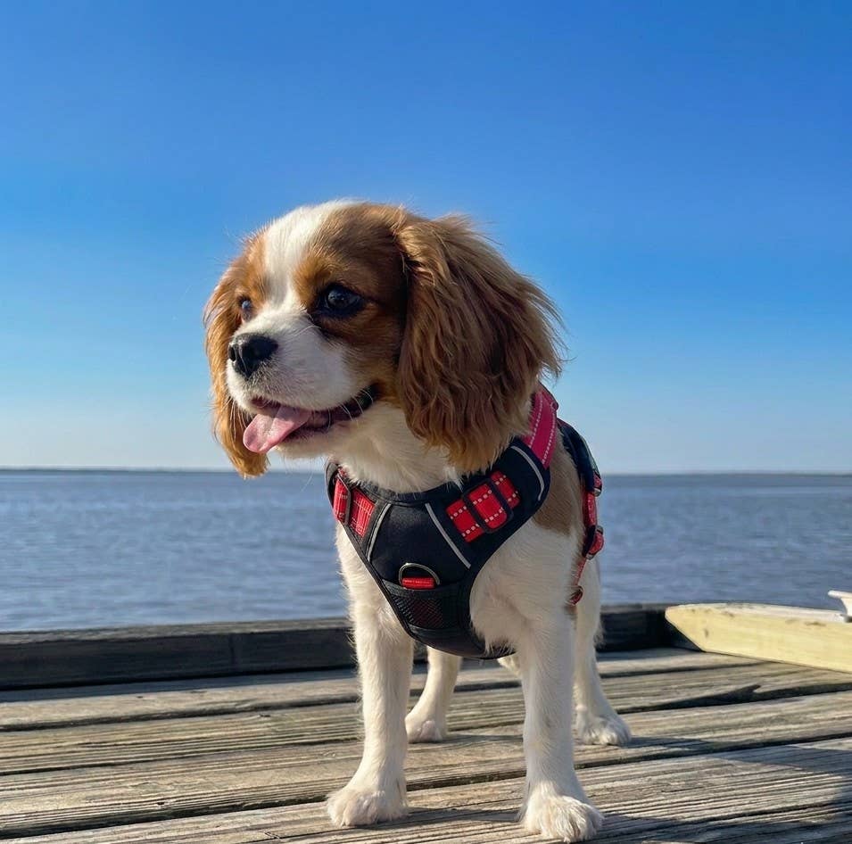 Venture Paw Pull Control Dog Harness - Black Cherry