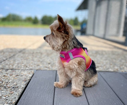 American River Ombre Dog Harness - Raspberry Pink & Orange