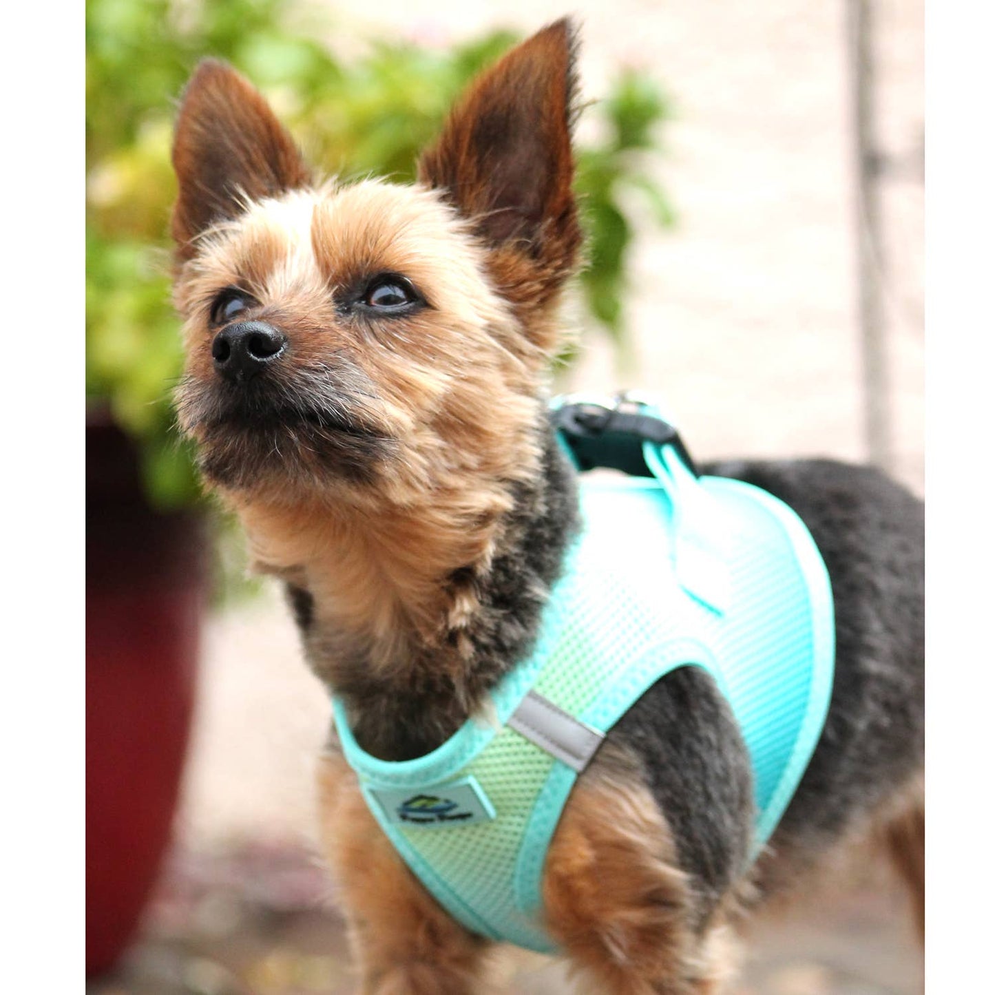 American River Ombre Dog Harness - Aruba Blue