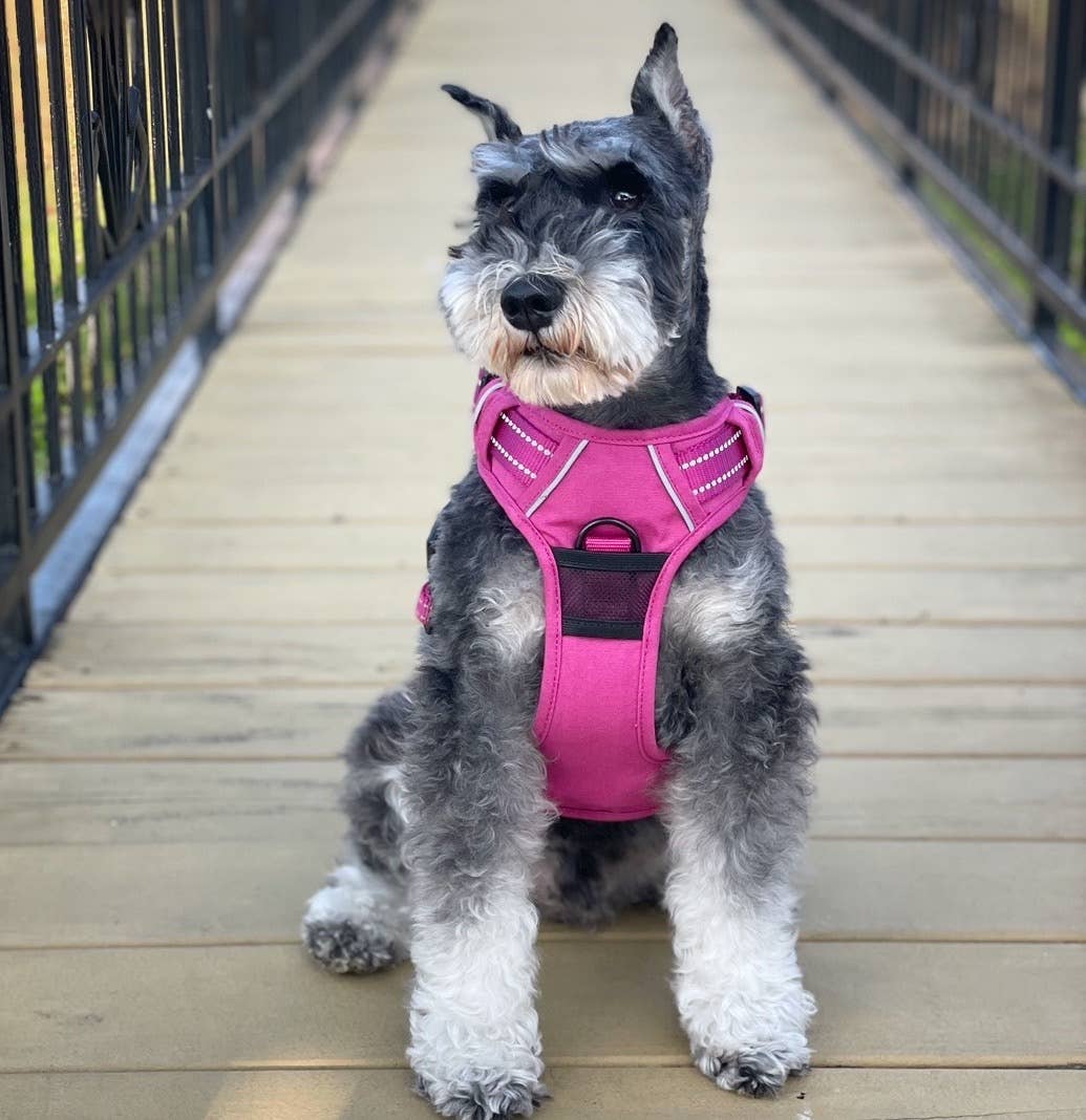Venture Paw Dog Harness - Wild Raspberry
