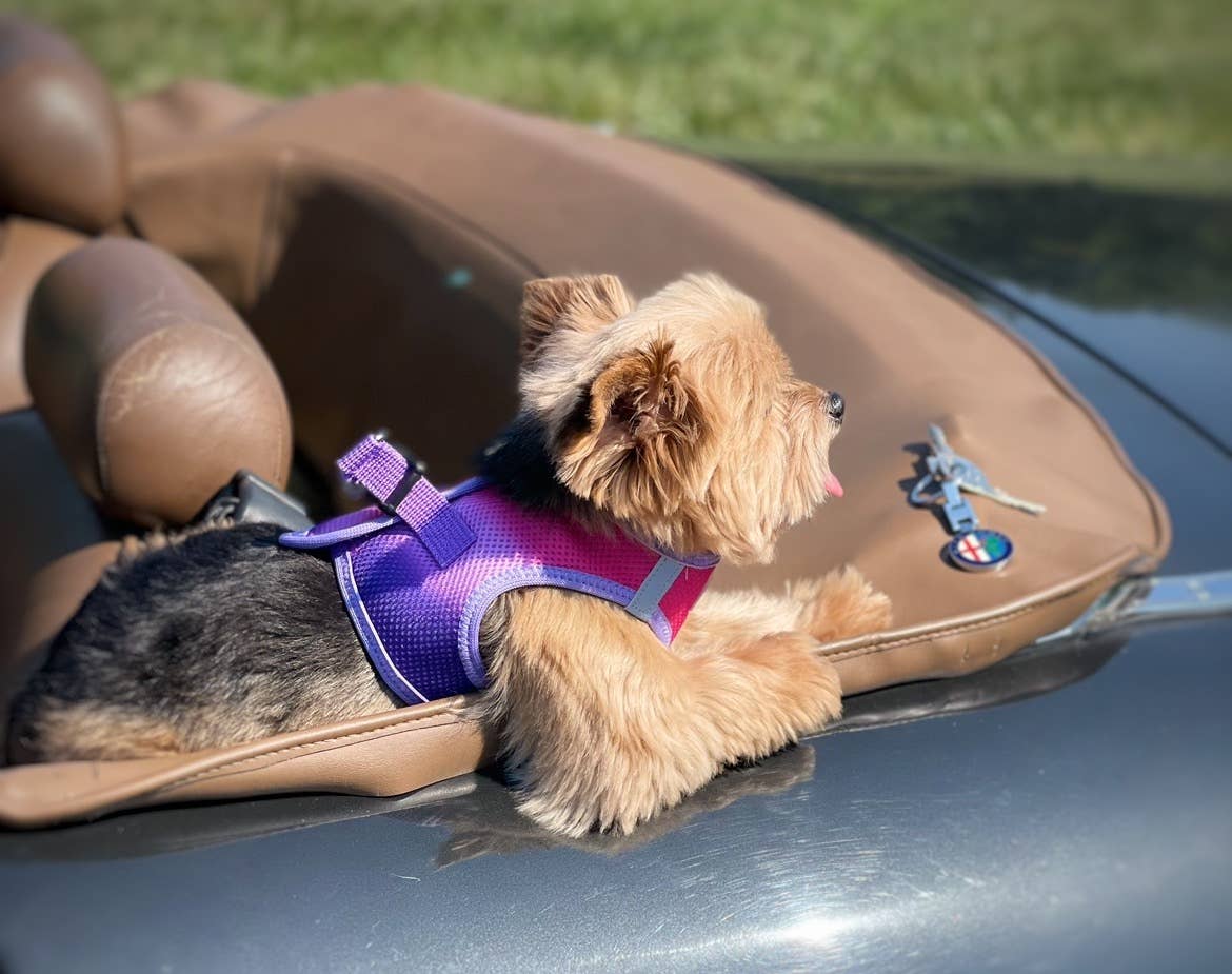 American River Ombre Dog Harness - Raspberry Sundae