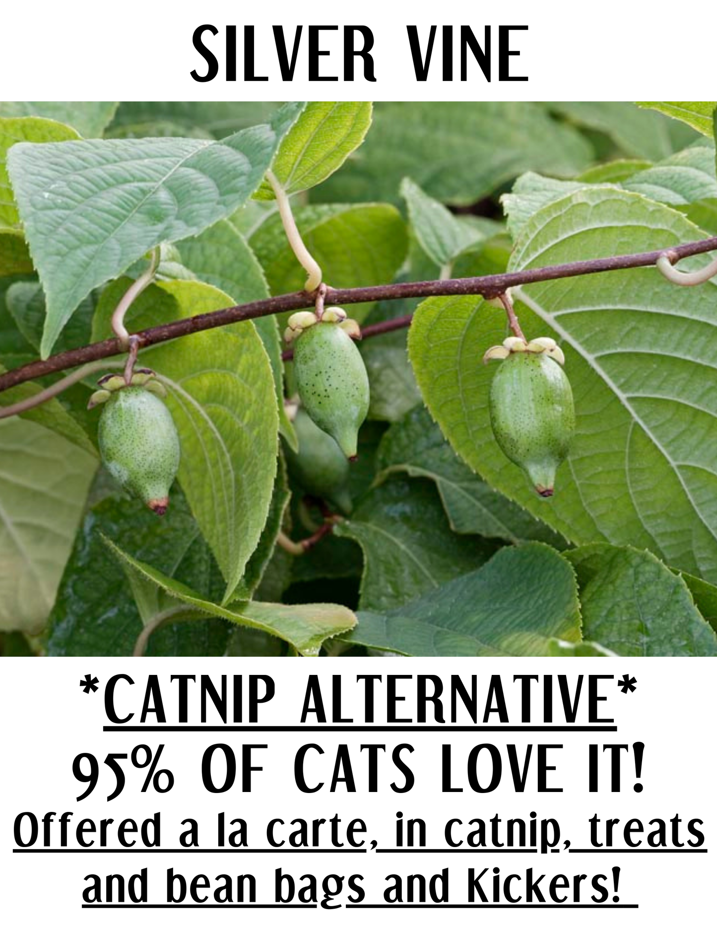 Matatabi Sticks | Cat Chew Toy | NEW! Printables!
