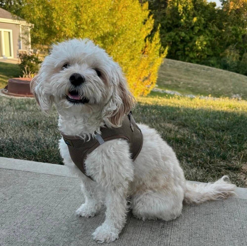American River Solid Dog Harness - Fossil Brown
