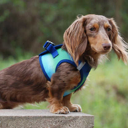 American River Ombre Dog Harness - Northern Lights