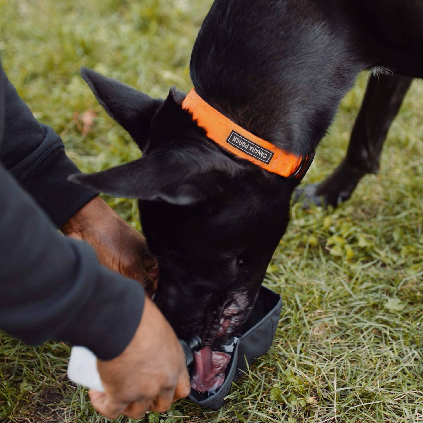 Handsfree Dog Treat Pouch- Dog Training