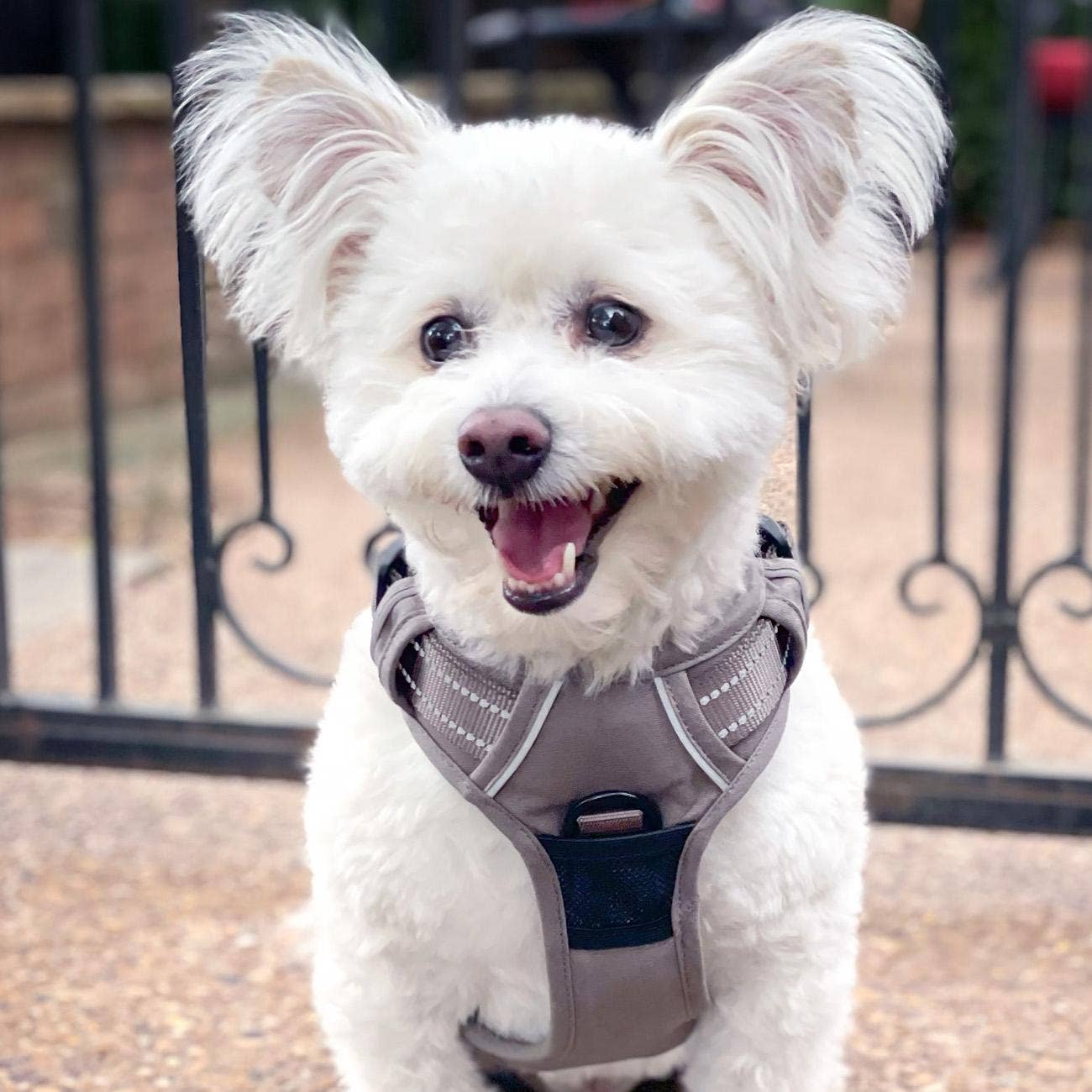 Venture Paw Dog Harness - Dried Sage