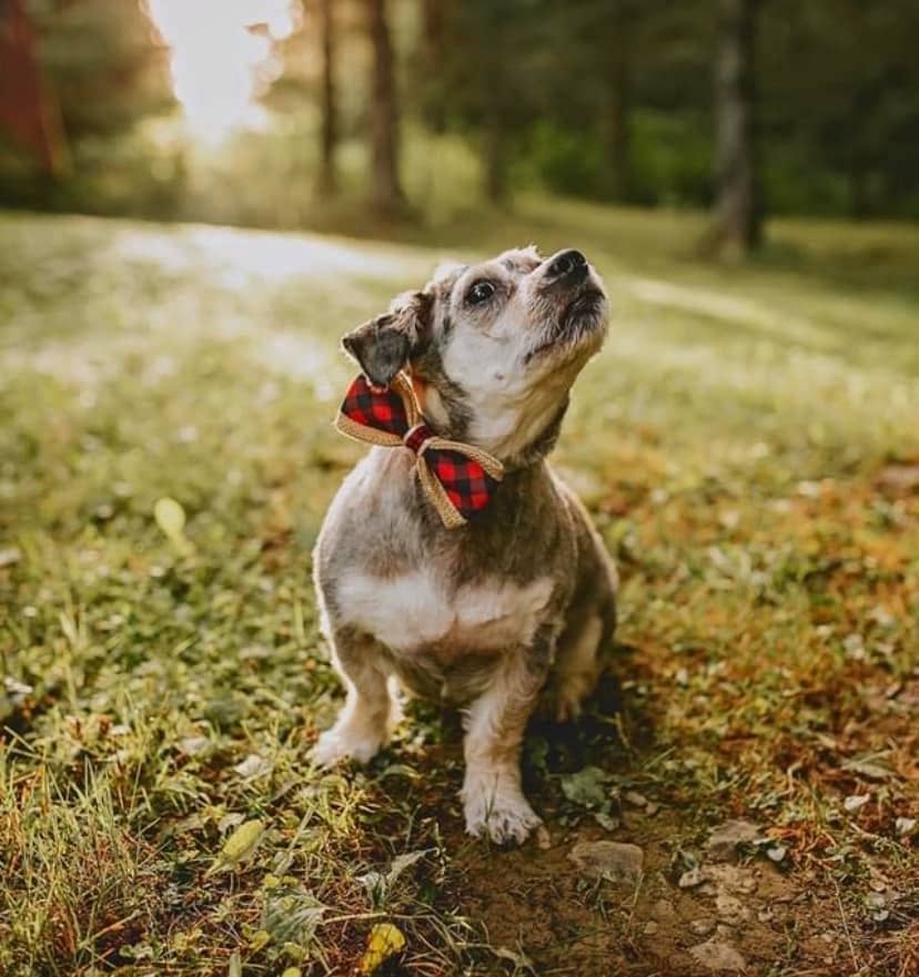 *Buffalo Plaid