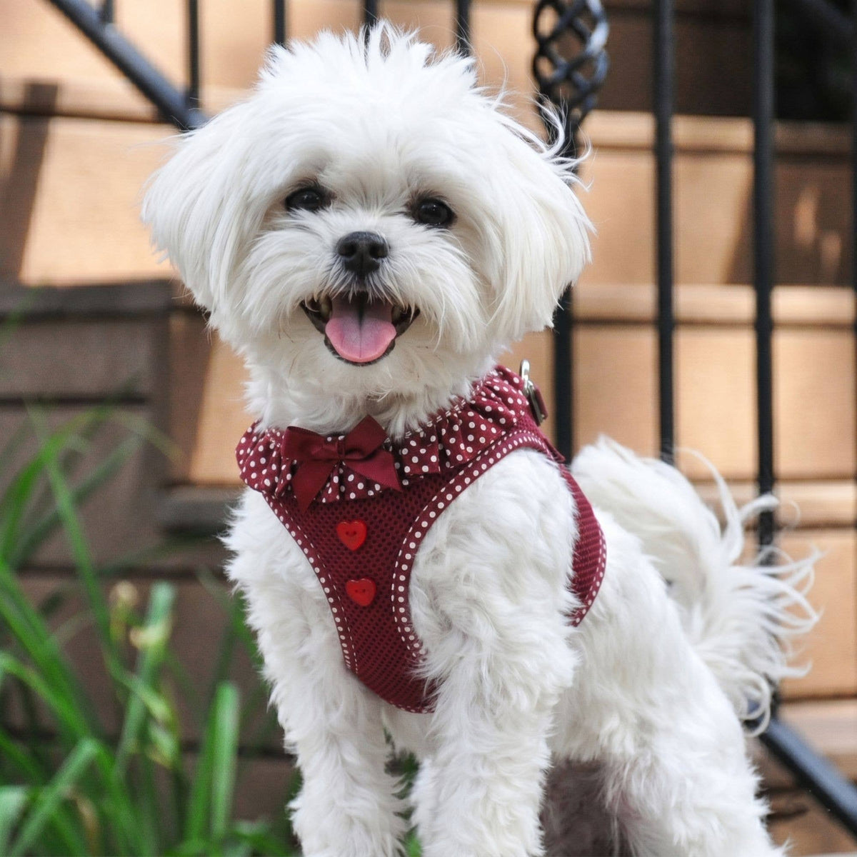 American River Polka Dot Dog Harness - Wine Polka Dot