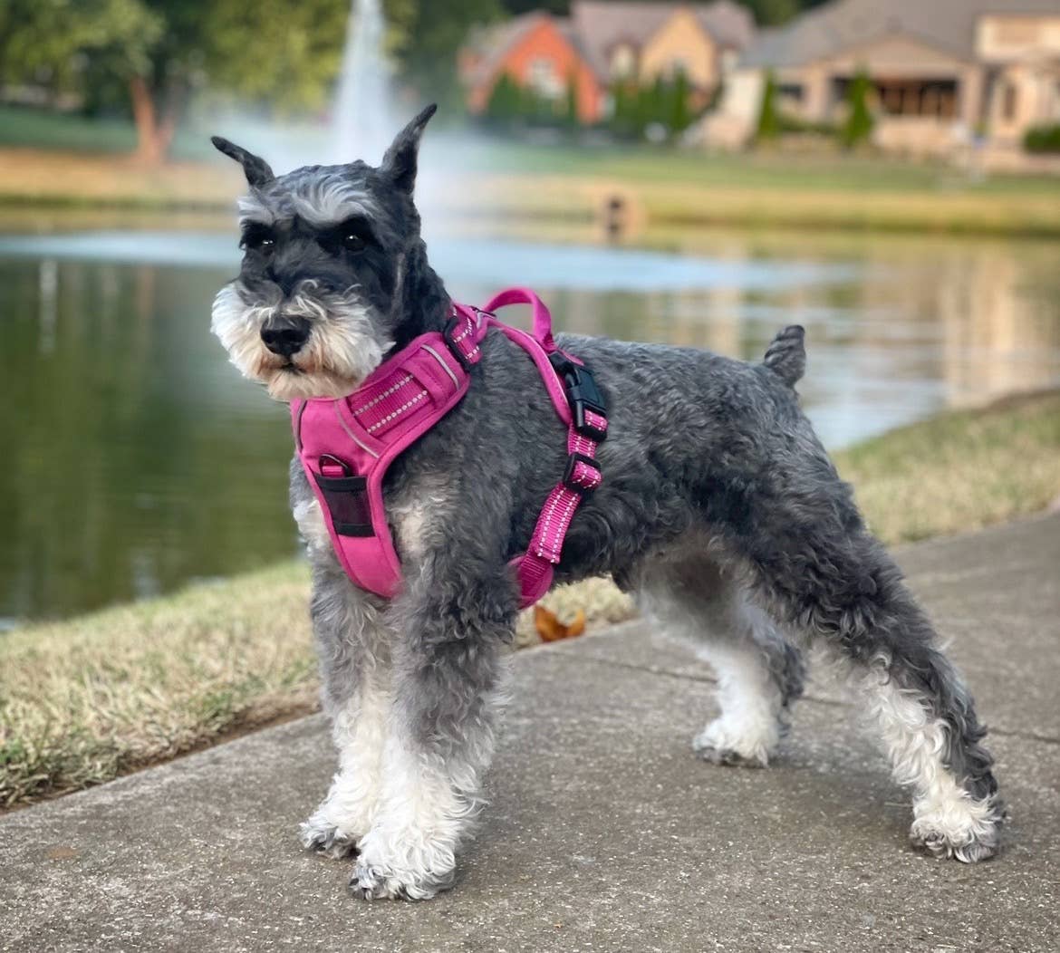 Venture Paw Dog Harness - Wild Raspberry