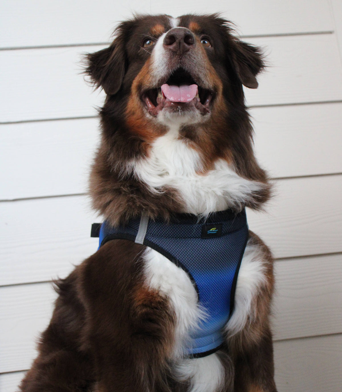 American River Ombre Dog Harness - Midnight Sky