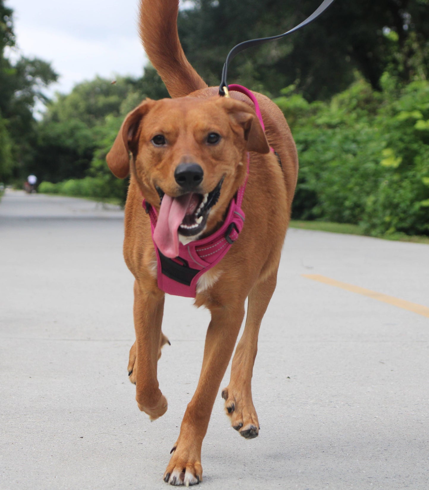 Venture Paw Dog Harness - Wild Raspberry