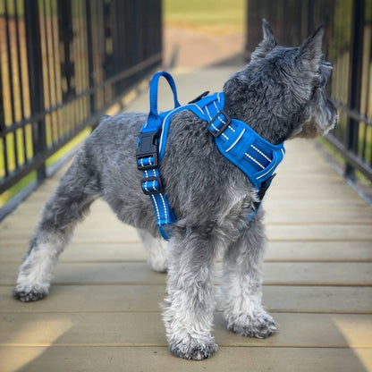 Venture Paw Dog Harness - Mountain Lake