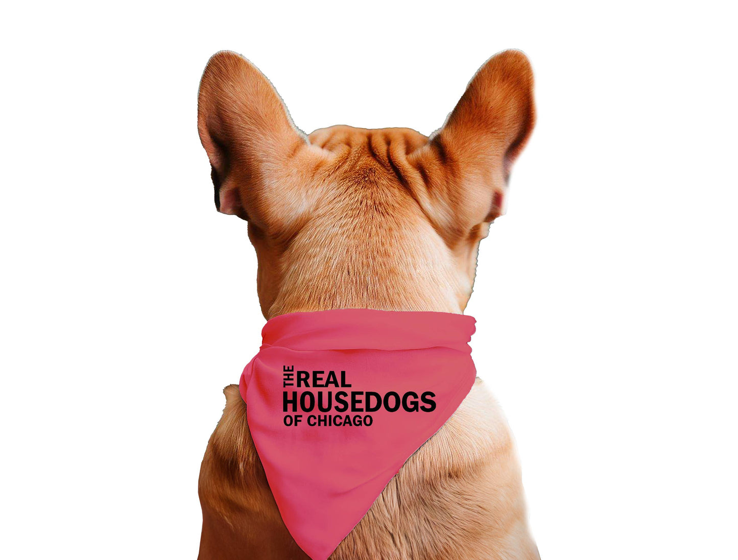 The Real House Dogs of CUSTOM CITY  - Dog Bandana