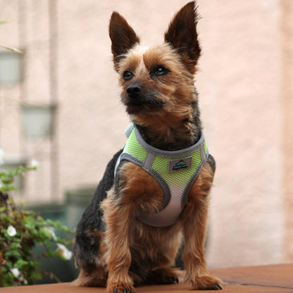 American River Ombre Dog Harness - Limestone Gray