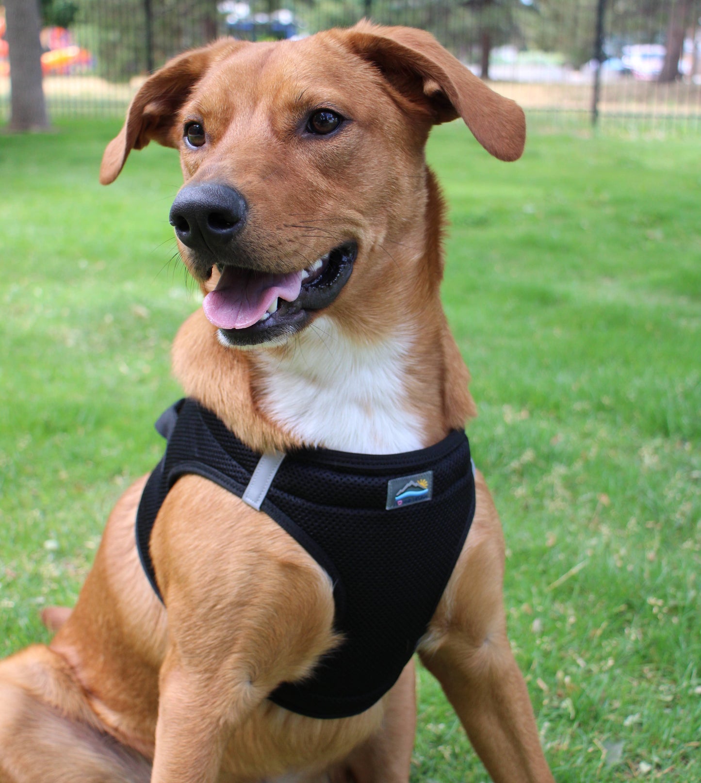 American River Solid Dog Harness - Black